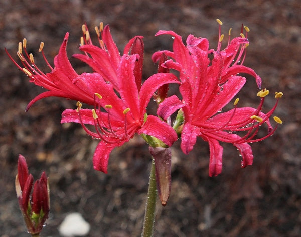 Magenta Magic Lycoris Spider Lilies Bulbs Radiata Hurricane Lily Cluster Amayllis Growing Bonsai Roots Rhizomes Corms Tubers Potted Planting Reblooming Fragrant Garden Species Blooms Flower Seeds Plant Gardening