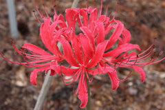 Red Flash Lycoris Spider Lilies Bulbs Radiata Hurricane Lily Cluster Amayllis Growing Bonsai Roots Rhizomes Corms Tubers Potted Planting Reblooming Fragrant Garden Species Blooms Flower Seeds Plant Gardening