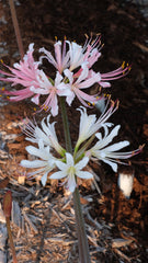 Appleblossom Lycoris Spider Lilies Bulbs Radiata Hurricane Lily Cluster Amayllis Growing Bonsai Roots Rhizomes Corms Tubers Potted Planting Reblooming Fragrant Garden Species Blooms Flower Seeds Plant Gardening