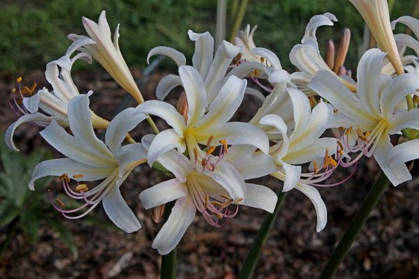 Creamsickle Lycoris Spider Lilies Bulbs Radiata Hurricane Lily Cluster Amayllis Growing Bonsai Roots Rhizomes Corms Tubers Potted Planting Reblooming Fragrant Garden Species Blooms Flower Seeds Plant Gardening