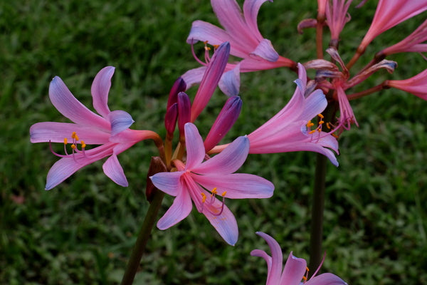 Rhythm and Blues Lycoris Spider Lilies Bulbs Radiata Hurricane Lily Cluster Amayllis Growing Bonsai Roots Rhizomes Corms Tubers Potted Planting Reblooming Fragrant Garden Species Blooms Flower Seeds Plant Gardening