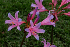 Rhythm and Blues Lycoris Spider Lilies Bulbs Radiata Hurricane Lily Cluster Amayllis Growing Bonsai Roots Rhizomes Corms Tubers Potted Planting Reblooming Fragrant Garden Species Blooms Flower Seeds Plant Gardening