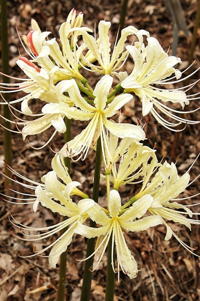 Caldwell's Original Lycoris Spider Lilies Bulbs Radiata Hurricane Lily Cluster Amayllis Growing Bonsai Roots Rhizomes Corms Tubers Potted Planting Reblooming Fragrant Garden Species Blooms Flower Seeds Plant Gardening