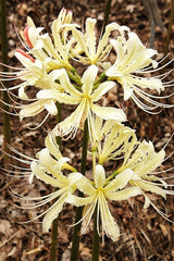 Caldwell's Original Lycoris Spider Lilies Bulbs Radiata Hurricane Lily Cluster Amayllis Growing Bonsai Roots Rhizomes Corms Tubers Potted Planting Reblooming Fragrant Garden Species Blooms Flower Seeds Plant Gardening