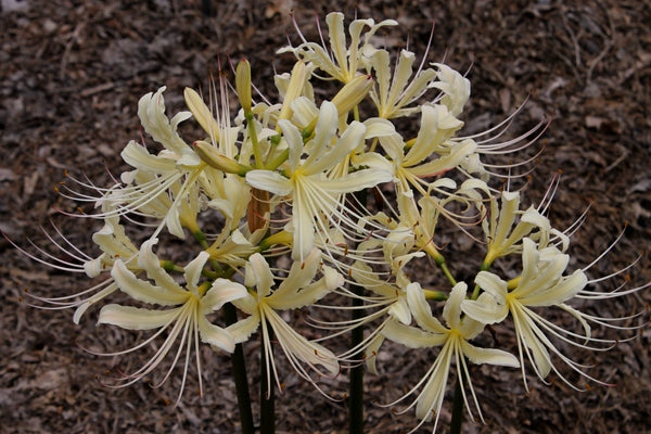Caldwell's Original Lycoris Spider Lilies Bulbs Radiata Hurricane Lily ...