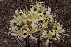 Caldwell's Original Lycoris Spider Lilies Bulbs Radiata Hurricane Lily Cluster Amayllis Growing Bonsai Roots Rhizomes Corms Tubers Potted Planting Reblooming Fragrant Garden Species Blooms Flower Seeds Plant Gardening