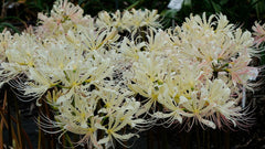 Caldwell's Original Lycoris Spider Lilies Bulbs Radiata Hurricane Lily Cluster Amayllis Growing Bonsai Roots Rhizomes Corms Tubers Potted Planting Reblooming Fragrant Garden Species Blooms Flower Seeds Plant Gardening