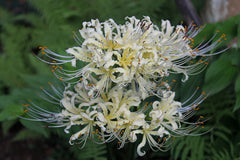 Yellow Streamers Lycoris Spider Lilies Bulbs Radiata Hurricane Lily Cluster Amayllis Growing Bonsai Roots Rhizomes Corms Tubers Potted Planting Reblooming Fragrant Garden Species Blooms Flower Seeds Plant Gardening