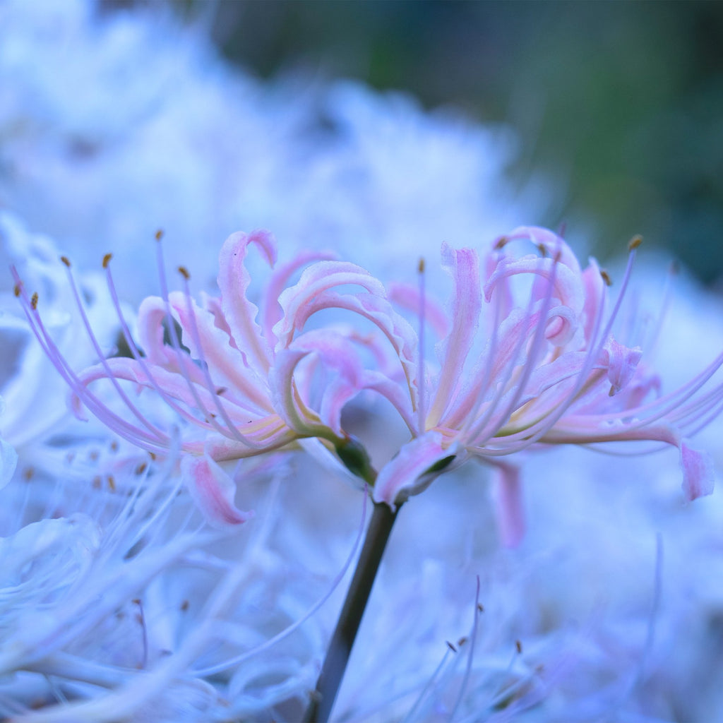 blue spider lily seeds Lycoris Moonlight Spider Lilies Bulbs Radiata Hurricane Lily Cluster Amayllis Growing Bonsai Roots Rhizomes Corms Tubers Potted Planting Reblooming Fragrant Garden Species Blooms Flower Seeds Plant Gardening