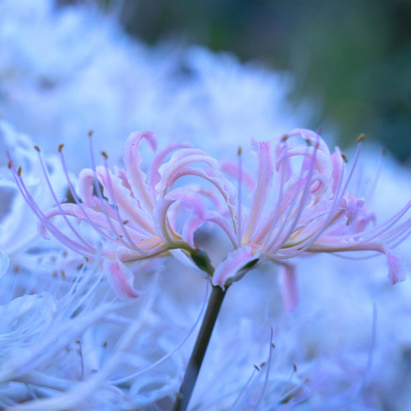 Lycoris Moonlight Spider Lilies Bulbs Radiata Hurricane Lily Cluster Amayllis Growing Bonsai Roots Rhizomes Corms Tubers Potted Planting Reblooming Fragrant Garden Species Blooms Flower Seeds Plant Gardening