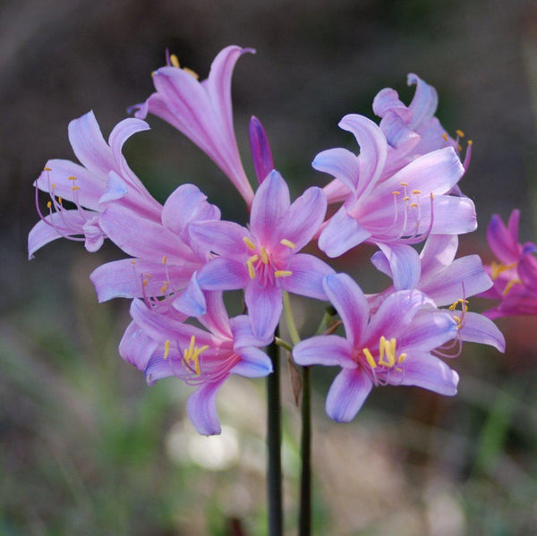 Lycoris Electric Blue Sprengeri Spider Lilies Bulbs Radiata Hurricane Lily Cluster Amayllis Growing Bonsai Roots Rhizomes Corms Tubers Potted Planting Reblooming Fragrant Garden Species Blooms Flower Seeds Plant Gardening