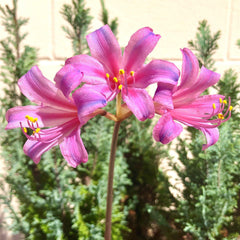 Lycoris Electric Blue Sprengeri Spider Lilies Bulbs Radiata Hurricane Lily Cluster Amayllis Growing Bonsai Roots Rhizomes Corms Tubers Potted Planting Reblooming Fragrant Garden Species Blooms Flower Seeds Plant Gardening
