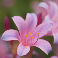 Lycoris Electric Blue Sprengeri Spider Lilies Bulbs Radiata Hurricane Lily Cluster Amayllis Growing Bonsai Roots Rhizomes Corms Tubers Potted Planting Reblooming Fragrant Garden Species Blooms Flower Seeds Plant Gardening