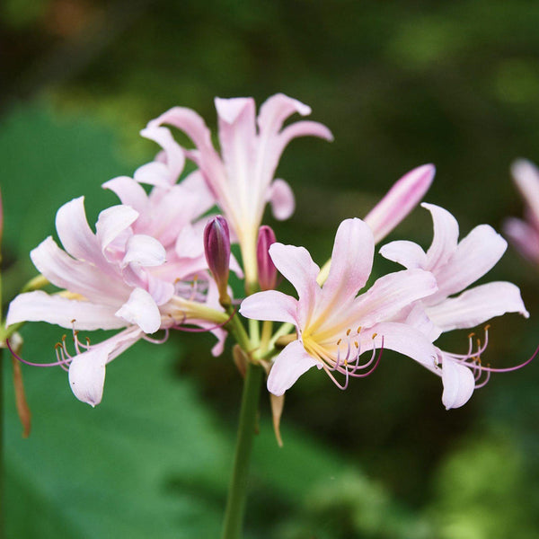 Lycoris Pink Squamigera Spider Lilies Bulbs Radiata Hurricane Lily Cluster Amayllis Growing Bonsai Roots Rhizomes Corms Tubers Potted Planting Reblooming Fragrant Garden Species Blooms Flower Seeds Plant Gardening