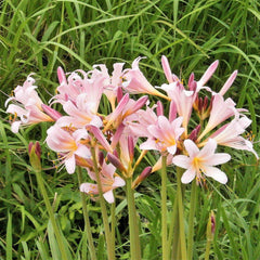 Lycoris Pink Squamigera Spider Lilies Bulbs Radiata Hurricane Lily Cluster Amayllis Growing Bonsai Roots Rhizomes Corms Tubers Potted Planting Reblooming Fragrant Garden Species Blooms Flower Seeds Plant Gardening