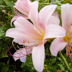 Lycoris Pink Squamigera Spider Lilies Bulbs Radiata Hurricane Lily Cluster Amayllis Growing Bonsai Roots Rhizomes Corms Tubers Potted Planting Reblooming Fragrant Garden Species Blooms Flower Seeds Plant Gardening