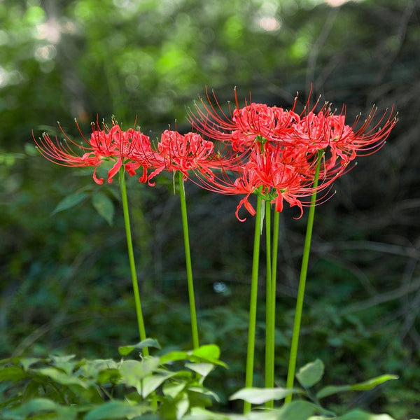 Red Radiata Trio Lycoris Spider Lilies Bulbs Hurricane Lily Cluster Amayllis Growing Bonsai Roots Rhizomes Corms Tubers Potted Planting Reblooming Fragrant Garden Species Blooms Flower Seeds Plant Gardening