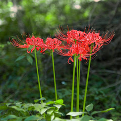 Red Radiata Trio Lycoris Spider Lilies Bulbs Hurricane Lily Cluster Amayllis Growing Bonsai Roots Rhizomes Corms Tubers Potted Planting Reblooming Fragrant Garden Species Blooms Flower Seeds Plant Gardening