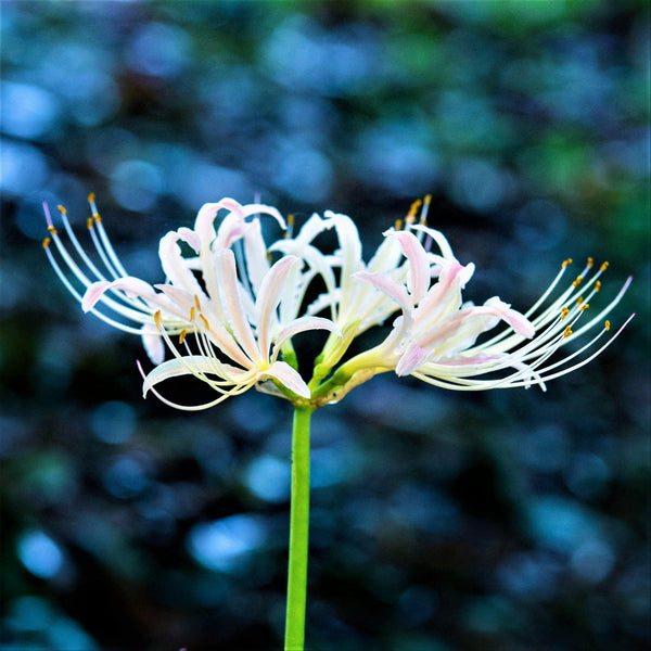 Lycoris White Albiflora Spider Lilies Bulbs Radiata Hurricane Lily Cluster Amayllis Growing Bonsai Roots Rhizomes Corms Tubers Potted Planting Reblooming Fragrant Garden Species Blooms Flower Seeds Plant Gardening