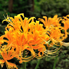 Yellow Aurea Lycoris Spider Lilies Bulbs Radiata Hurricane Lily Cluster Amayllis Growing Bonsai Roots Rhizomes Corms Tubers Potted Planting Reblooming Fragrant Garden Species Blooms Flower Seeds Plant Gardening