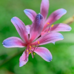 Lycoris Electric Blue Sprengeri Spider Lilies Bulbs Radiata Hurricane Lily Cluster Amayllis Growing Bonsai Roots Rhizomes Corms Tubers Potted Planting Reblooming Fragrant Garden Species Blooms Flower Seeds Plant Gardening