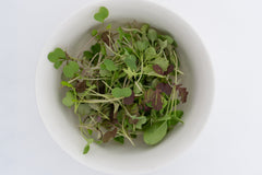 Two Week Microgreen Seeds