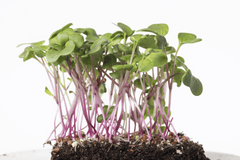 Microgreen Radish Organic