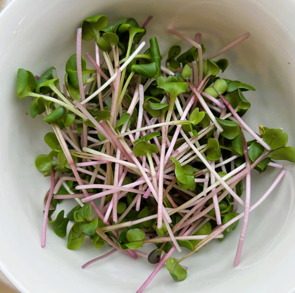 Microgreen Radish Organic