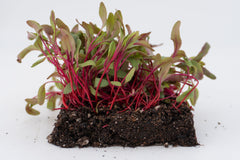 Microgreen Beet Seeds