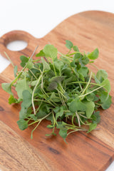 Microgreen Broccoli Organic