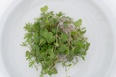 Microgreen Kale Seeds