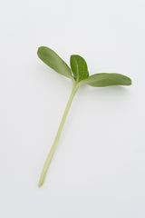 Microgreen Arugula Seeds