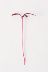 Microgreen Amaranth Seeds