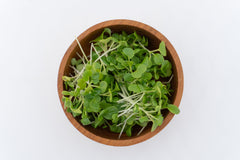 Microgreen Pac Choi Seeds