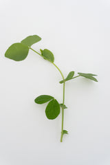 Microgreen Pea Shoots