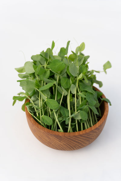 Microgreen Pea Shoots