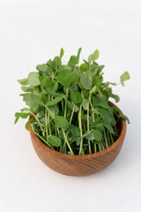 Microgreen Pea Shoots