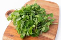 Microgreen Pea Shoots