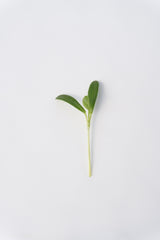 Microgreen Kohlrabi Seeds