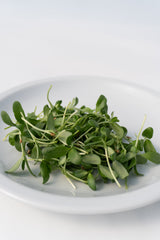 Micro Fenugreek Organic