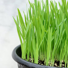 Catgrass Seeds, 2.6g