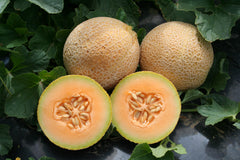 Tasty Bites F1