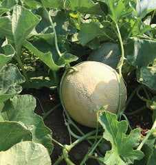 Divergent F1 Organic