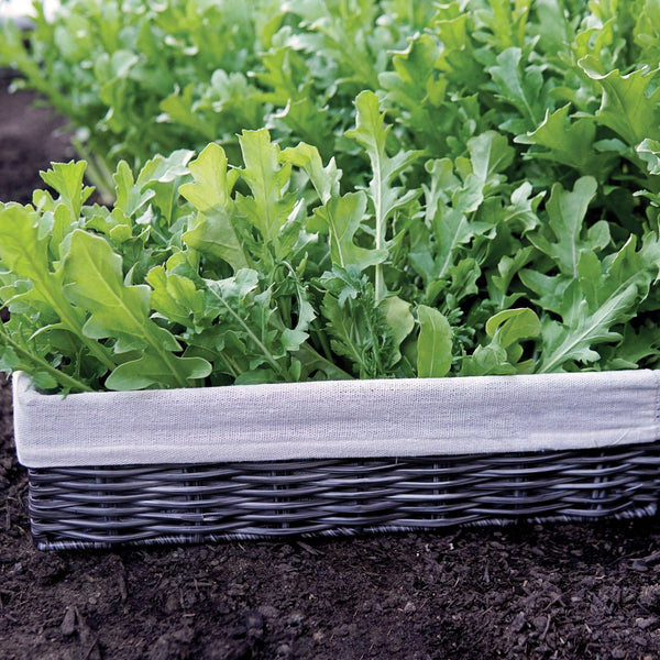 Uber Arugula