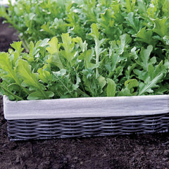 Uber Arugula