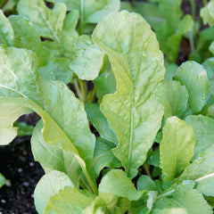 Roquette Arugula