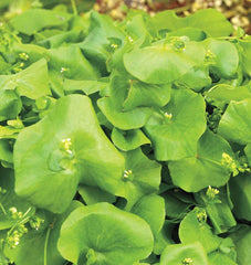 Miner's Lettuce - Seedsplant