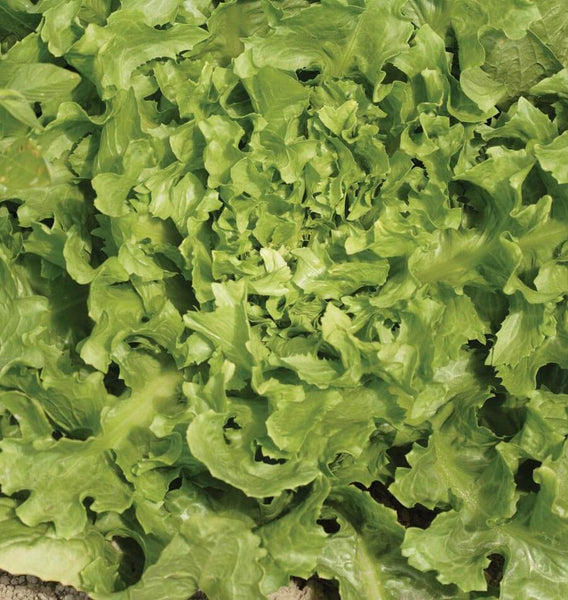 Broadleaf Batavian Escarole