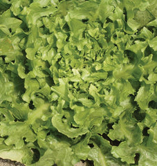 Broadleaf Batavian Escarole