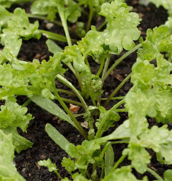 Curly Cress Peppergrass